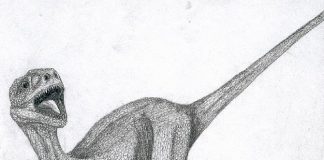 Dromaeosaurus by Julien