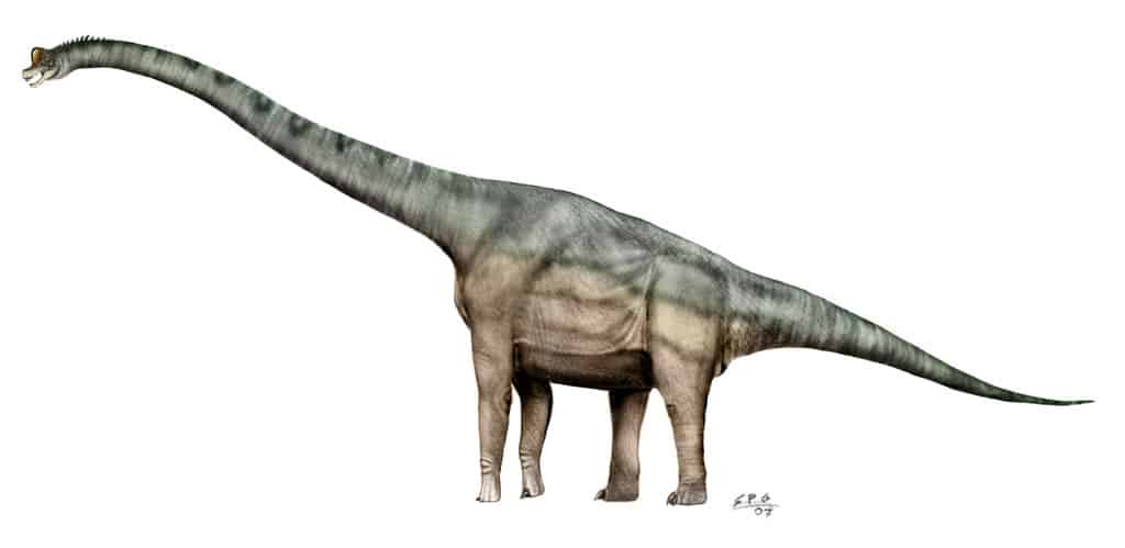 Brachiosaurus by Sergio Perez