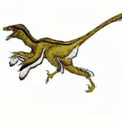 Dromaeosaurus by Durbed