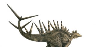 Kentrosaurus by Vladimir Nikolov