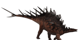 Kentrosaurus by Wayne
