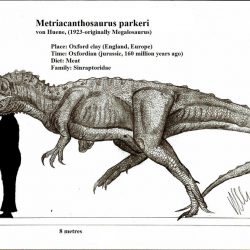 Metriacanthosaurus by Robinson Kunz