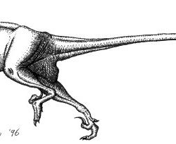 Velociraptor by Dann Pigdon