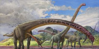 Mamenchisaurus by Sergey Krasovskiy