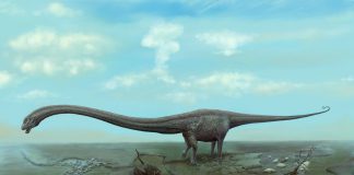 Mamenchisaurus by Roman Ilyin