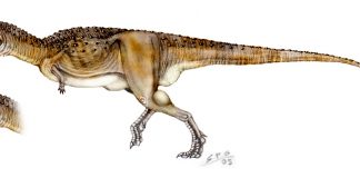 Abelisaurus by Sergio Perez