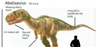 Abelisaurus by David Orgambides Garcia