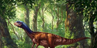 Chilesaurus by Kaek Starkiller