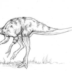 Ornithomimus by Asher Elbein