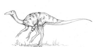 Ornithomimus by Asher Elbein