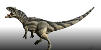 Saurophaganax by Manuel Gil Jaramillo
