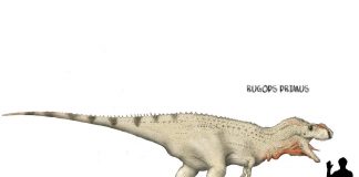 Rugops by Joschua Knuppe