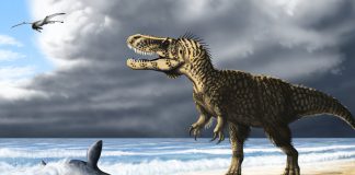 Torvosaurus by Nathan Rogers