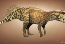 Psittacosaurus by Vlad Konstantinov