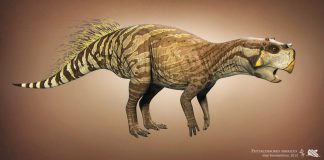 Psittacosaurus by Vlad Konstantinov