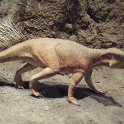 Psittacosaurus by Murphy Dragonstar