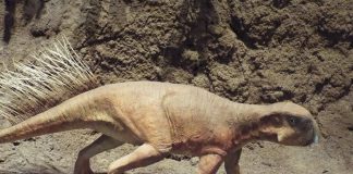 Psittacosaurus by Murphy Dragonstar