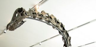 Barosaurus by Kirill Mourzenko