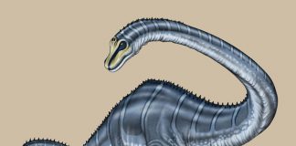 Barosaurus by Joshua Beach