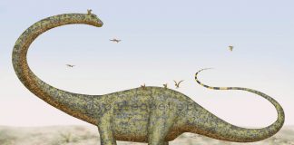 Barosaurus by Peter Montgomery