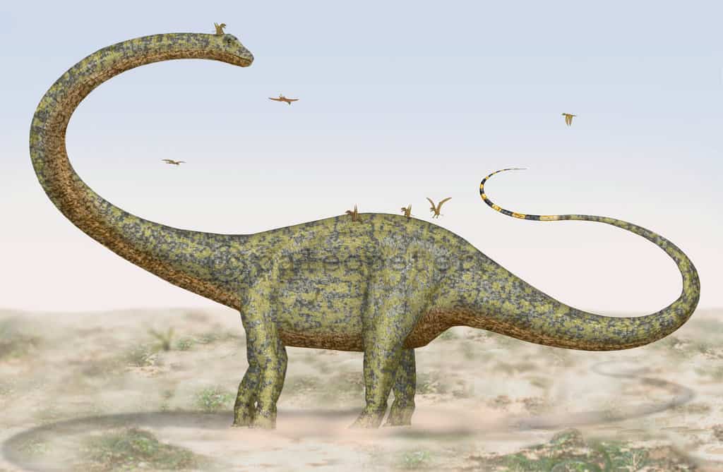 Barosaurus by Peter Montgomery