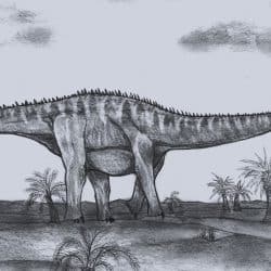 Barosaurus by Dean