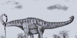 Barosaurus by Dean