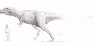 Tyrannotitan by Stephen O'Connor