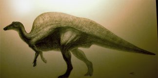 Ouranosaurus by Juanosaurus