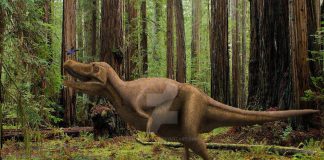 Nanotyrannus by Frank Lode
