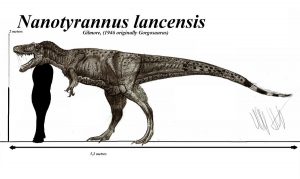 Nanotyrannus by Robinson Kunz