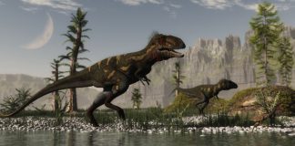 Nanotyrannus by Wolfgang