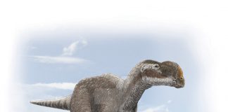 Muttaburrasaurus by Anthony MiloOryx