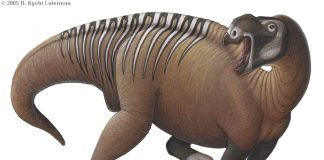Muttaburrasaurus by H. Kyoht Luterman