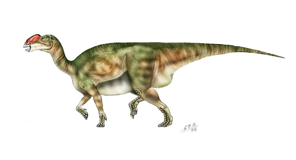 Muttaburrasaurus by Sergio Perez