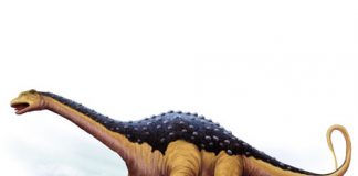 Saltasaurus by Jimmy
