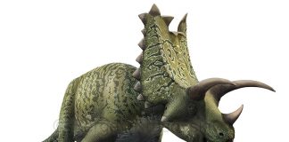Pentaceratops by Sergey Krasovskiy