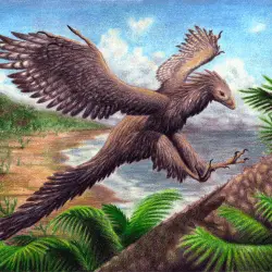 Archaeopteryx by Emily Willoughby