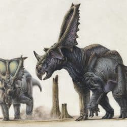 Chasmosaurus by Steve White