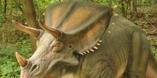 Chasmosaurus by Ricky Beckett
