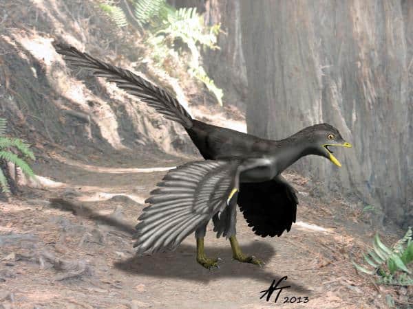Archaeopteryx by Nobu Tamura