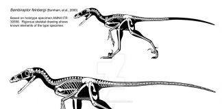 Bambiraptor by Scott Hartman