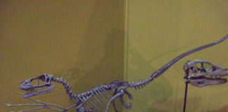 Bambiraptor by DR-Studios