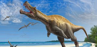 Irritator by Sergey Krasovskiy
