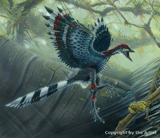 Archaeopteryx by Todd Marshall