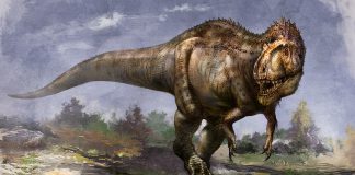 Sinraptor by Cheung Chung Tat