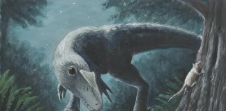 Dilong by Alex Lovegrove