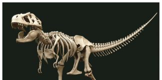 Tyrannosaurus by Russell Gooday