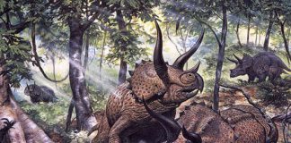 Triceratops by Mark Hallett