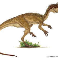 Dilophosaurus by Melissa Frankford